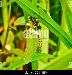 A dragon fly, a bubble tube has just slipped out of t e larva, the nymph and is hanging and drying on it`s own larva Stock Photo